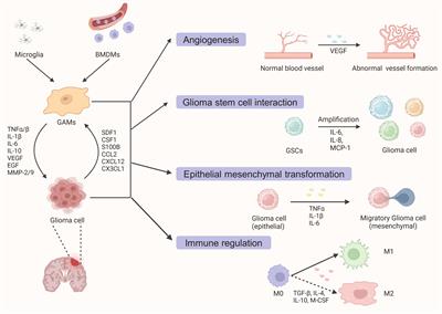 Glioma-associated microglia/macrophages (GAMs) in glioblastoma: Immune function in the tumor microenvironment and implications for immunotherapy